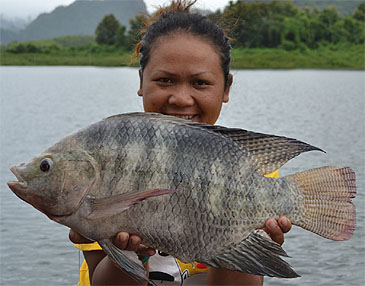 2488_Tim Webb_Nile Tilapia_Oreochromis niloticus.jpg 2488_Tim Webb_Nile Tilapia_Oreochromis niloticus.jpg